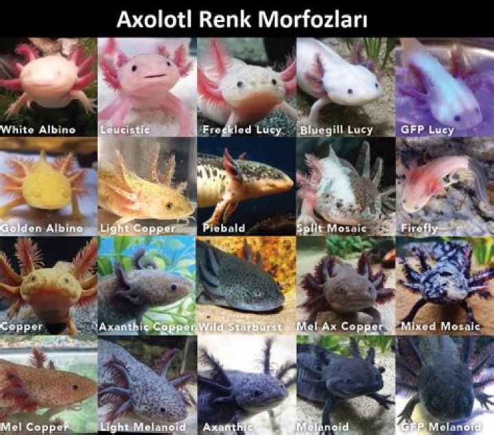Exploring The Fascinating World Of Axolotls: 5 Types You Should Know