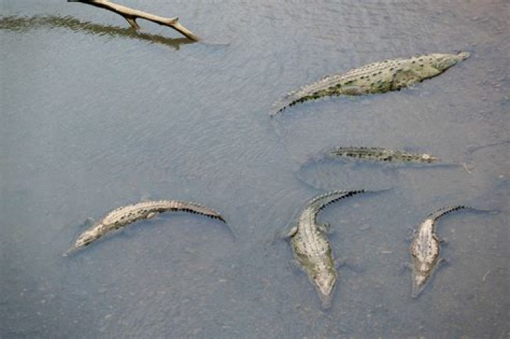 Exploring The Alligators In Lake Norman: Myths And Realities