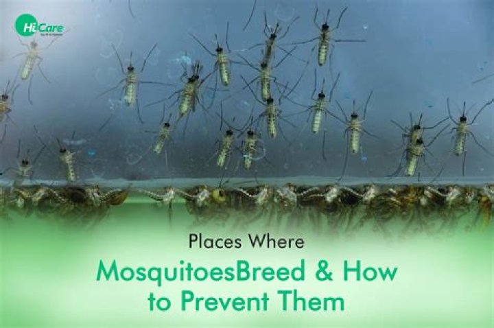 Everything You Need To Know About Mosquitoes On The Beach