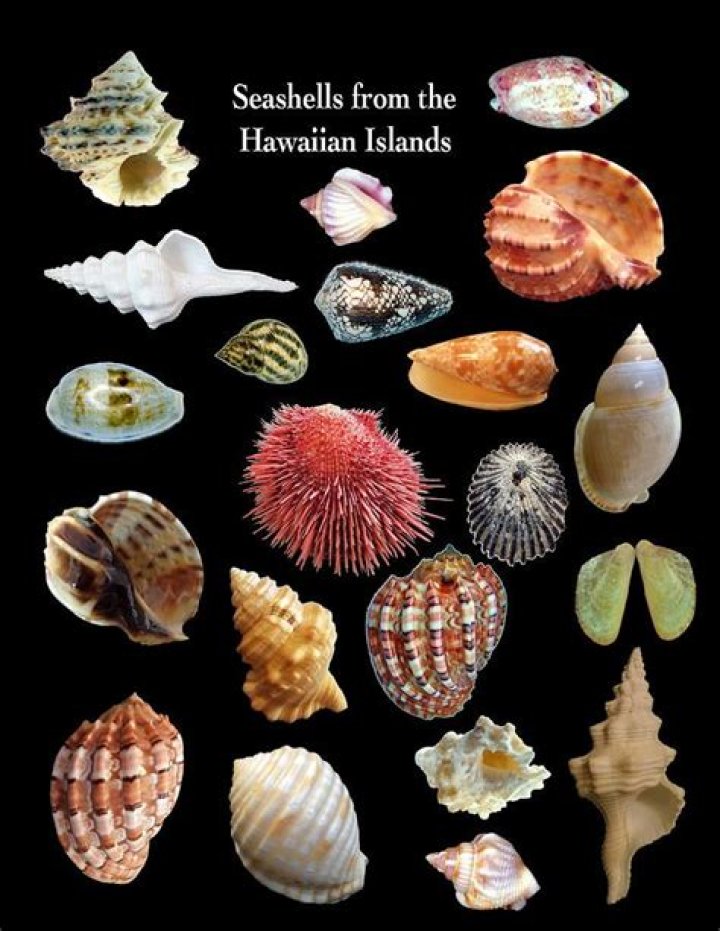 Can You Take Seashells Home From Hawaii? The Definitive Guide