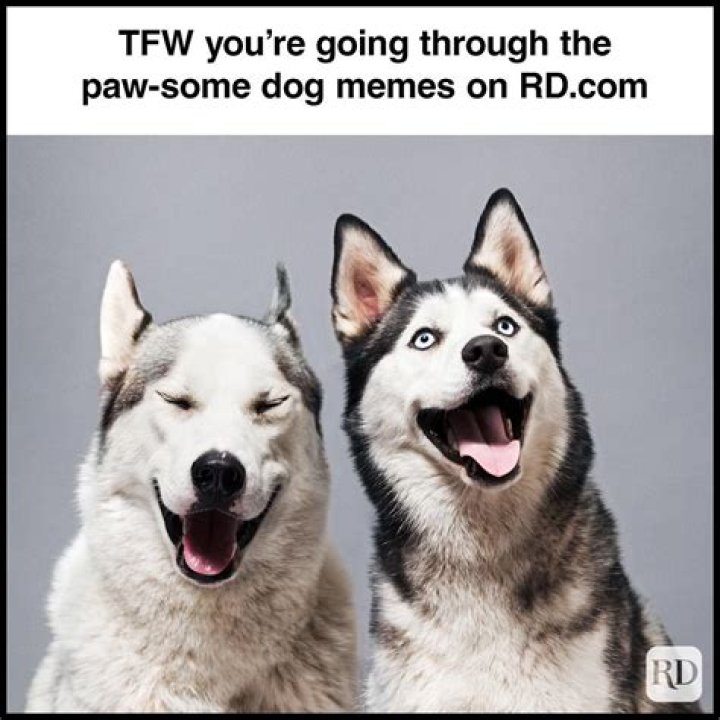 Unleashing Laughter: The Rise Of Devil Dog Memes