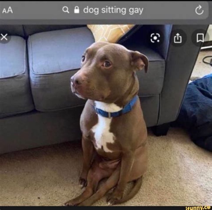 Exploring The World Of Dog Sitting Gay: A Unique Perspective