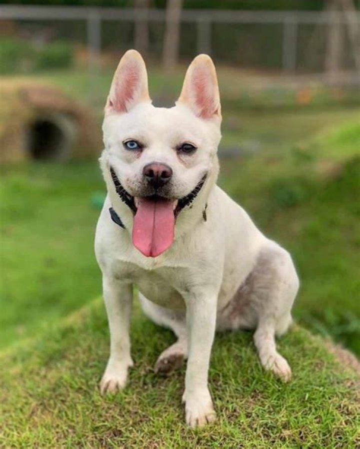 Exploring The Unique Charm Of The French Bulldog Husky Mix
