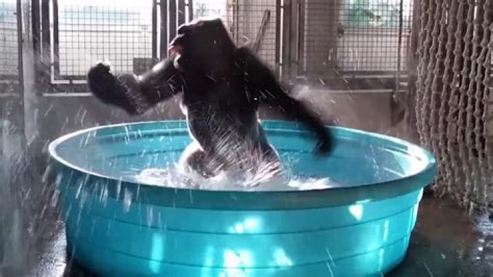 Unleashing The Laughter: The Rise Of The Gorilla Twerking Meme