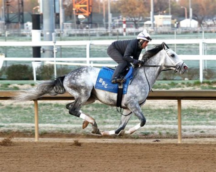 Understanding The House Horse Official: A Unique Perspective
