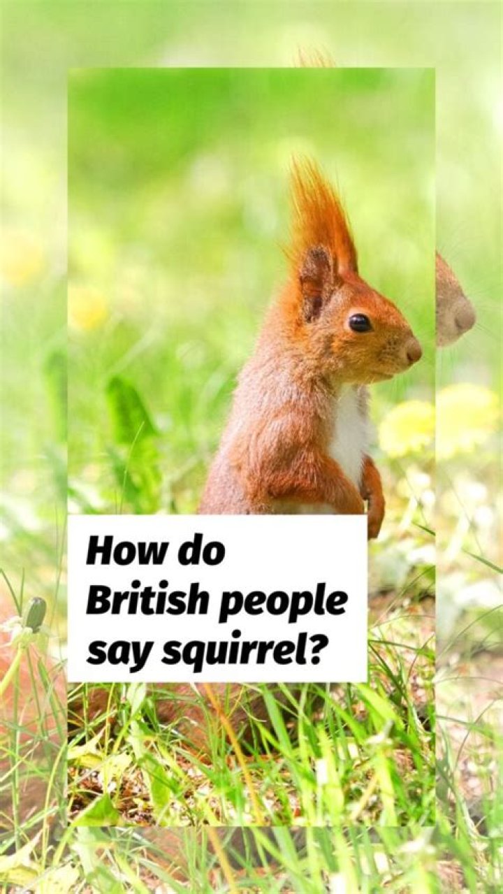 Discovering The British Pronunciation Of Squirrel