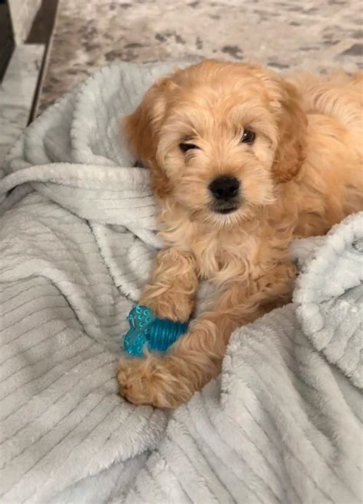 Who Is The Wife Of Renowned NFL Coach, Joe Lombardi?