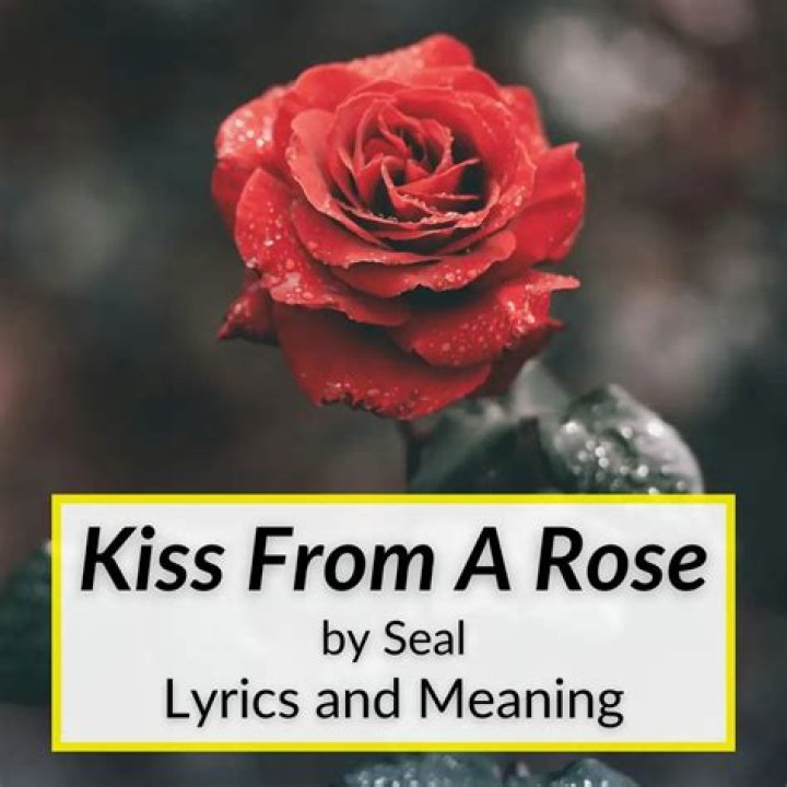 Uncover Hidden Meaning Behind The Rose In Lyrics