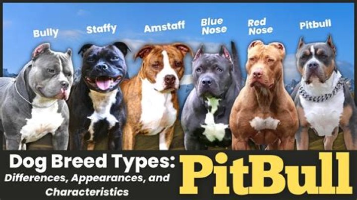 Pitbull Ethnicity: Unraveling The Roots Of A Beloved Breed