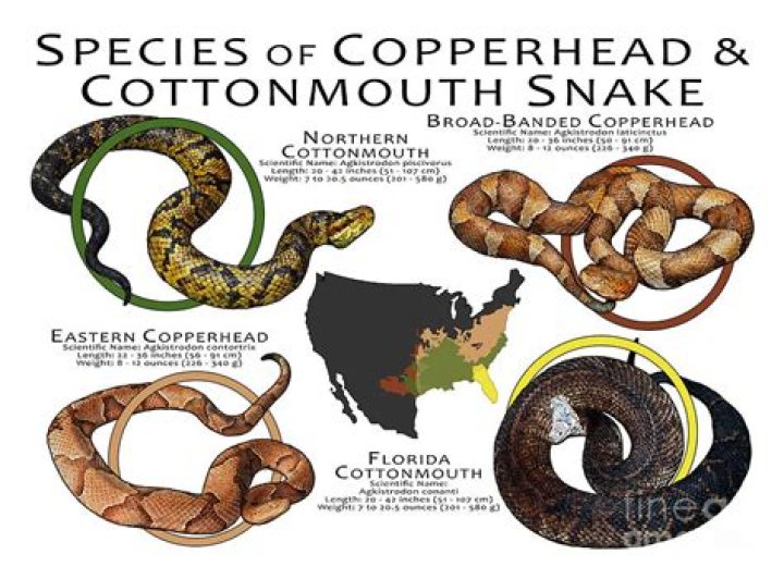Venomous Copperhead Lyrics: Bite Of The Rattlesnake