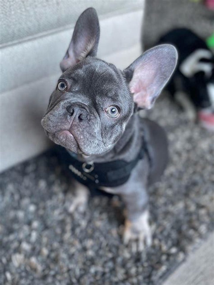 Unveiling The Enigma: Ruger Seattle