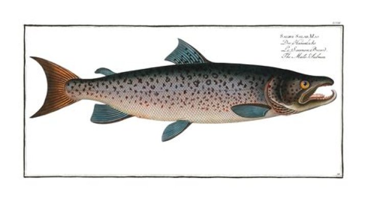 Discovering The Wonders Of Salmoni: The Quintessential Fish