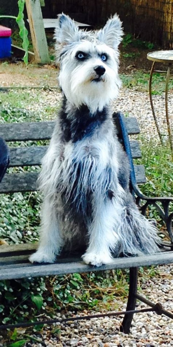 Discovering The Schnauzer Siberian Husky Mix: A Unique Blend Of Traits