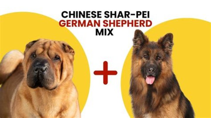 Exploring The Unique Characteristics Of The Shar Pei Rott Mix