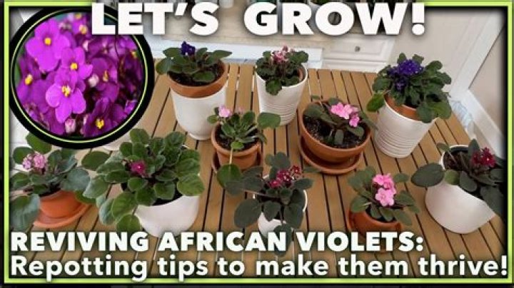 The Ultimate Guide To Marshall Violets: History, Care, And Propagation